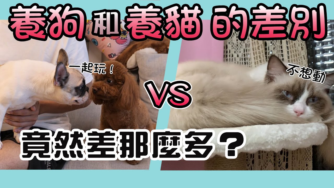 一豬小公主｜養狗和養貓的差別 竟然會差這麼多？