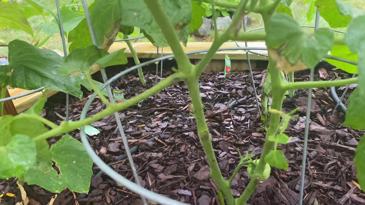 MY MATERS ARE GROWING🍅