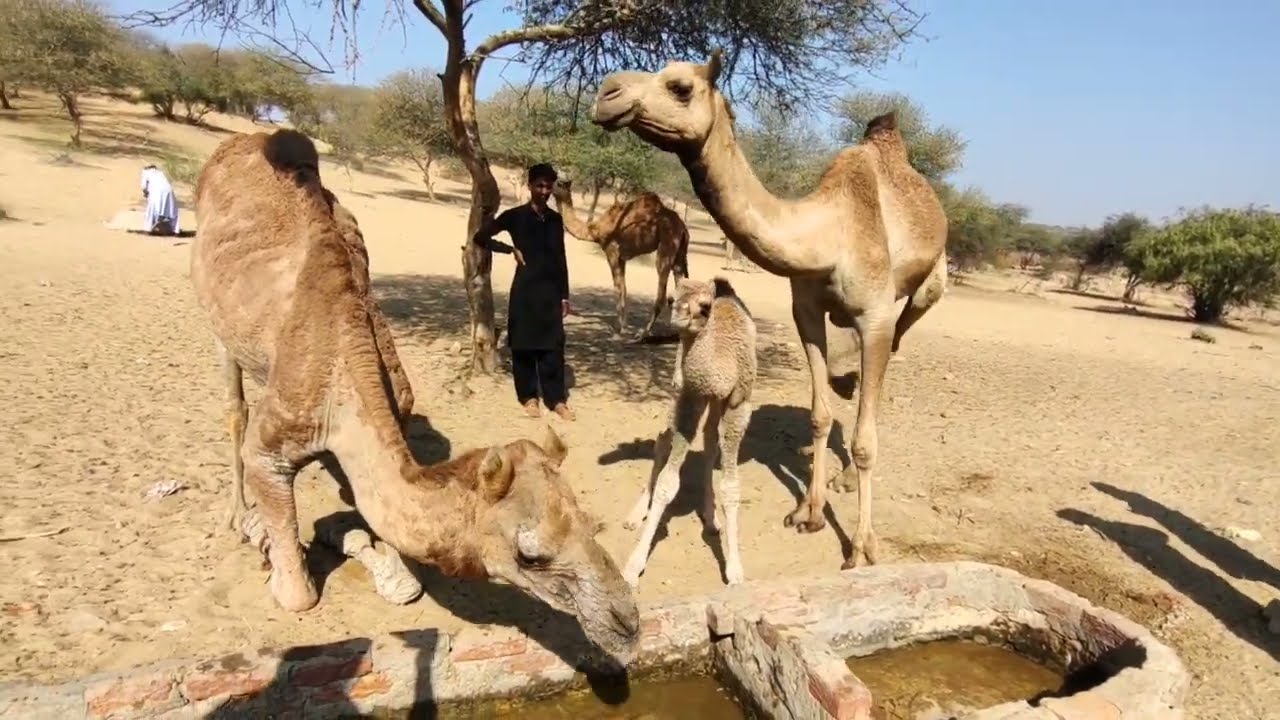 Camel Scratching Itself While Kneeling for Water | Unique Desert Life Scene with Baby Camel