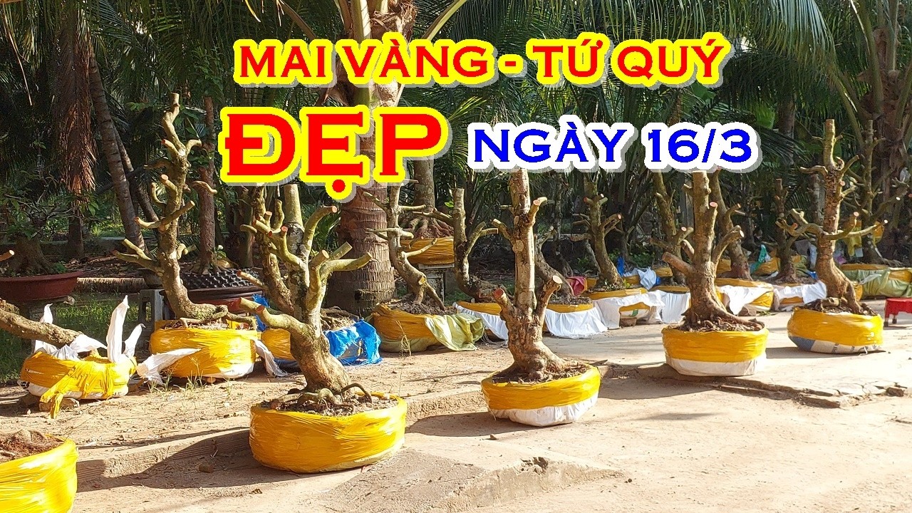 ANH ĐẠT 📲 O36784I563 GIÁ TỐT - MAI TỨ QUÝ, MAI VÀNG GIAO LƯU NGÀY 16/3 