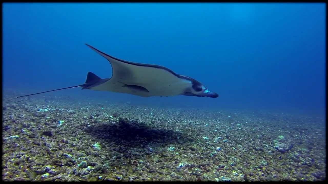 Diving in Indonesia Komodo Flores 2013.
