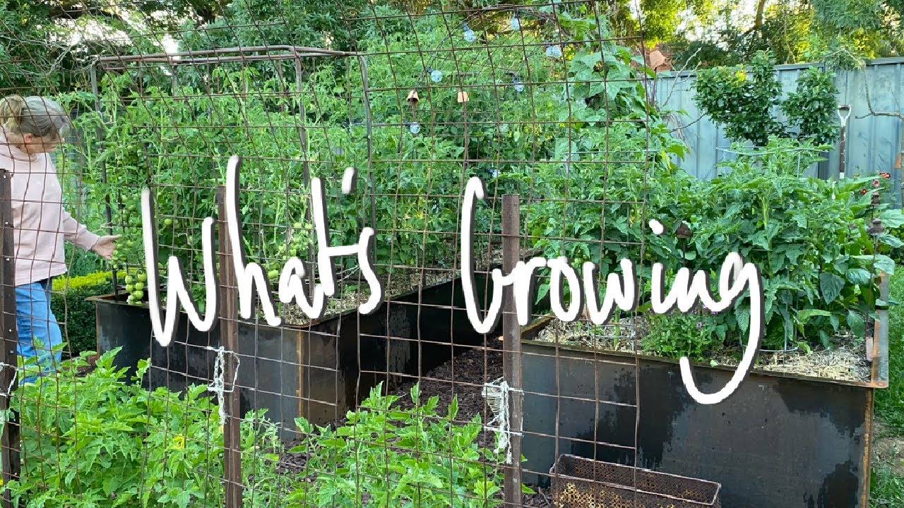 WHAT'S GROWING | Summer Begins Vegetable Garden Tour VICTORIA AUSTRALIA Ripe tomatoes for Christmas?