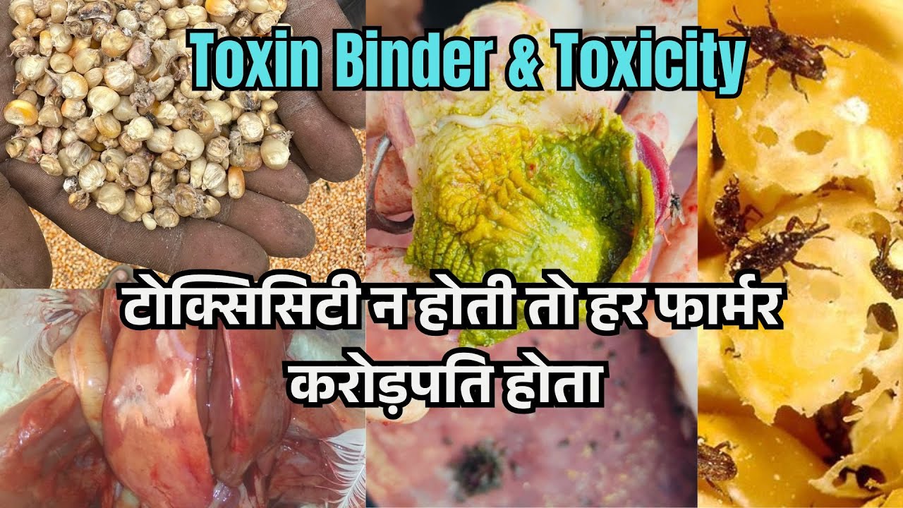 टोक्सीसिटी न होती तो हर फार्मर करोड़पति होता When Toxin Binder Dont Work Ali Veterinary Wisdom