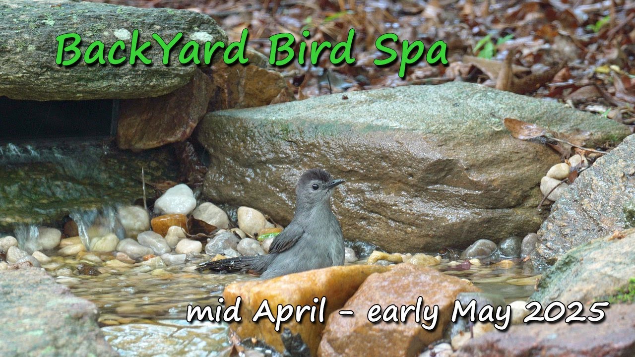BackYard Bird Spa ~~ mid April - early May