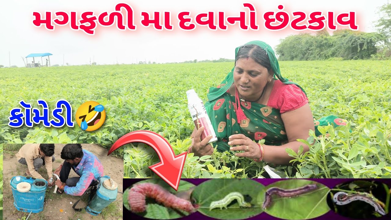 મગફળી મા દવાનો છંટકાવ | ઈયળ ની દવા | માંડવી મા દવા નો સટકાવ | કૉમેડી વીડિયો | Magfadi | #trending 