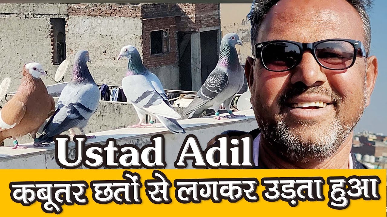 Ustad Adil K 130 Patiyale Kabutar Ka Shandar Shok | Pigeon Race | Delhi Ki Kabutar Bazi