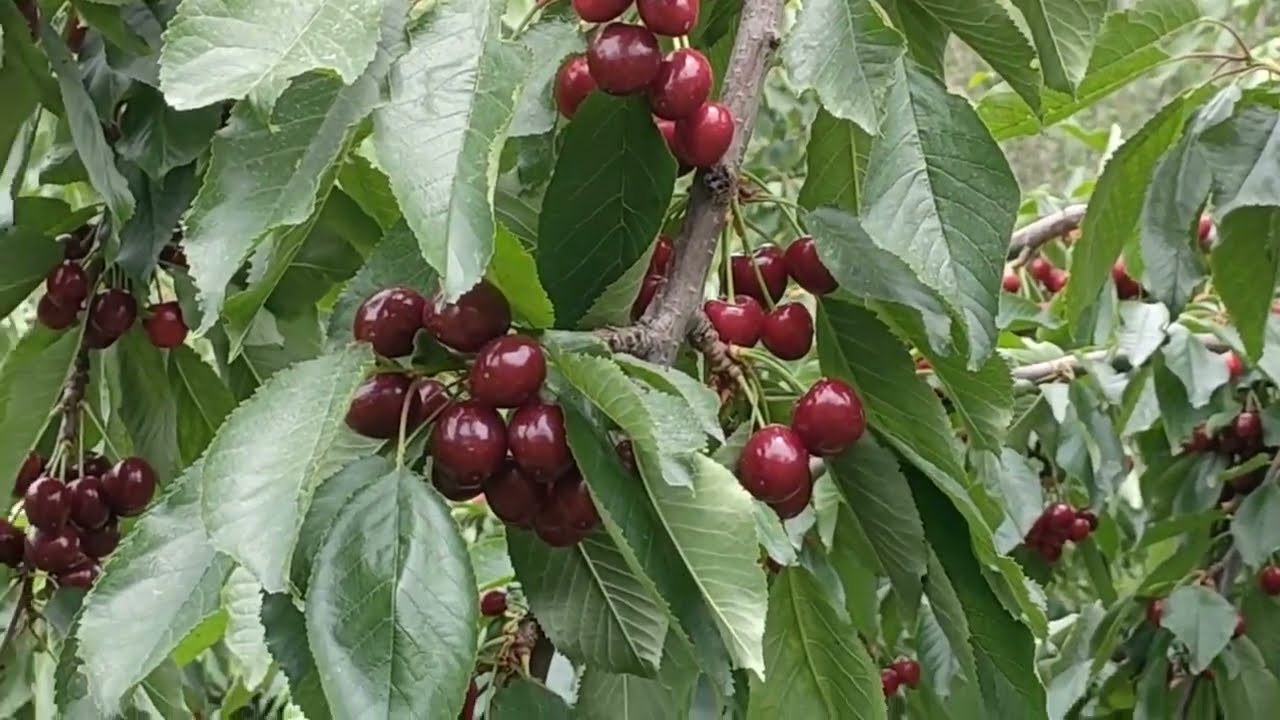 Cherry Fruit Garden in Pakistan