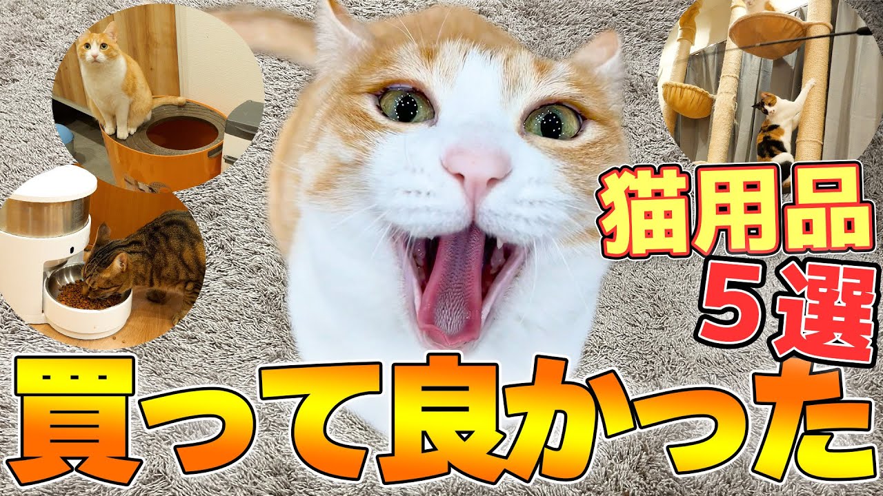 【便利】本当に買ってよかった猫用品５選を紹介します！！！