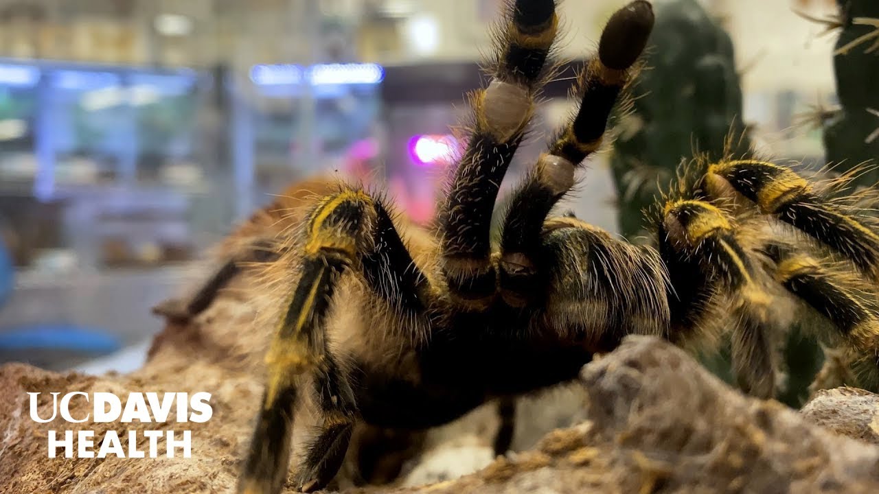Turning Tarantula Venom into Pain Relief | UC Davis Health Research