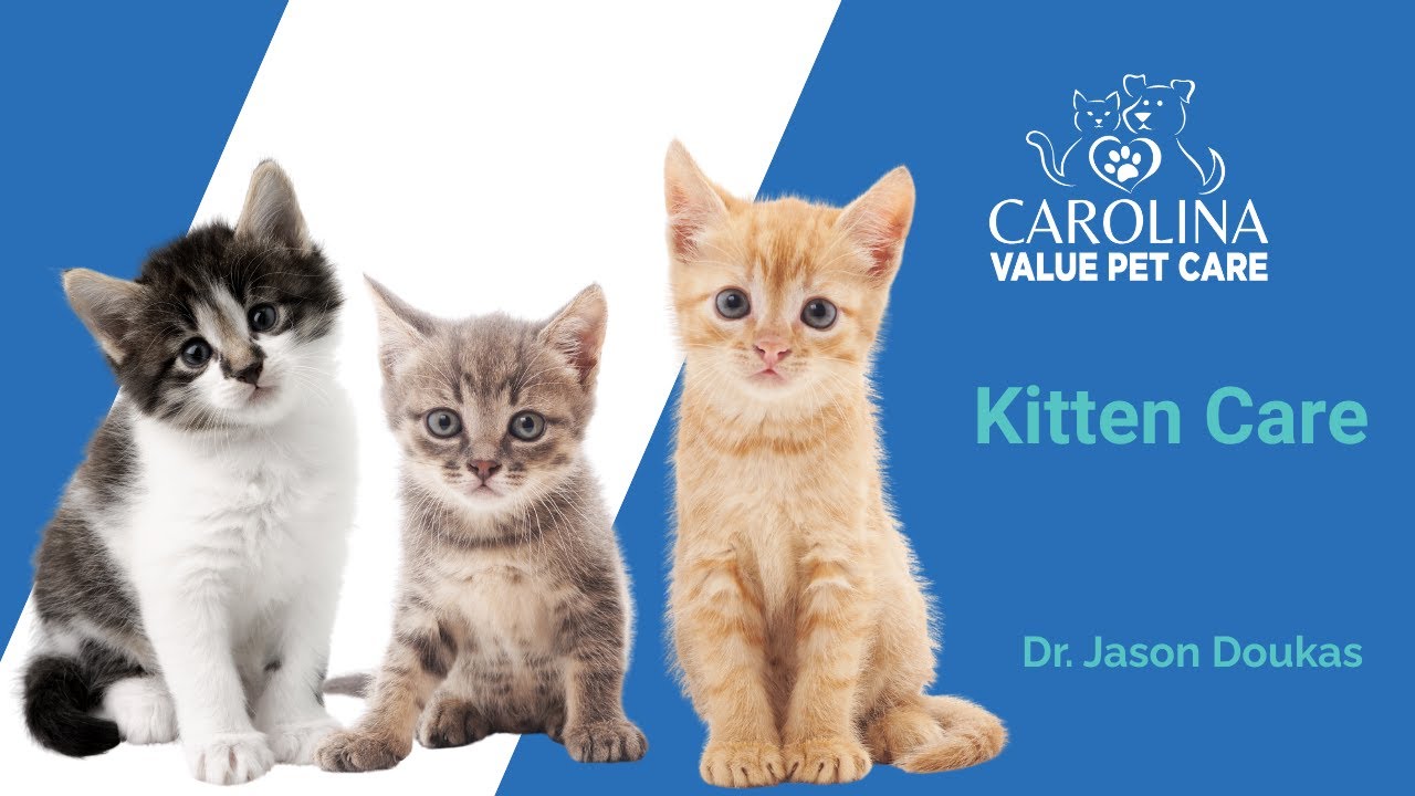 Kitten Care