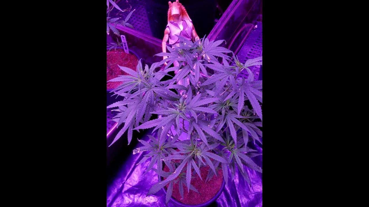 Male cannabis plant