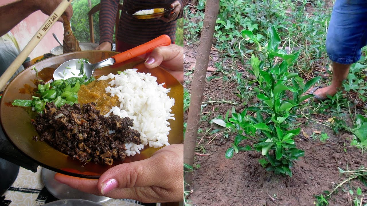 ALMOÇANDO BUCHADA NA CASA DE JOELMA, PLANTANDO ESTAQUIA DE LIMÃO E MOSTRANDO MINHAS ESTAQUIAS