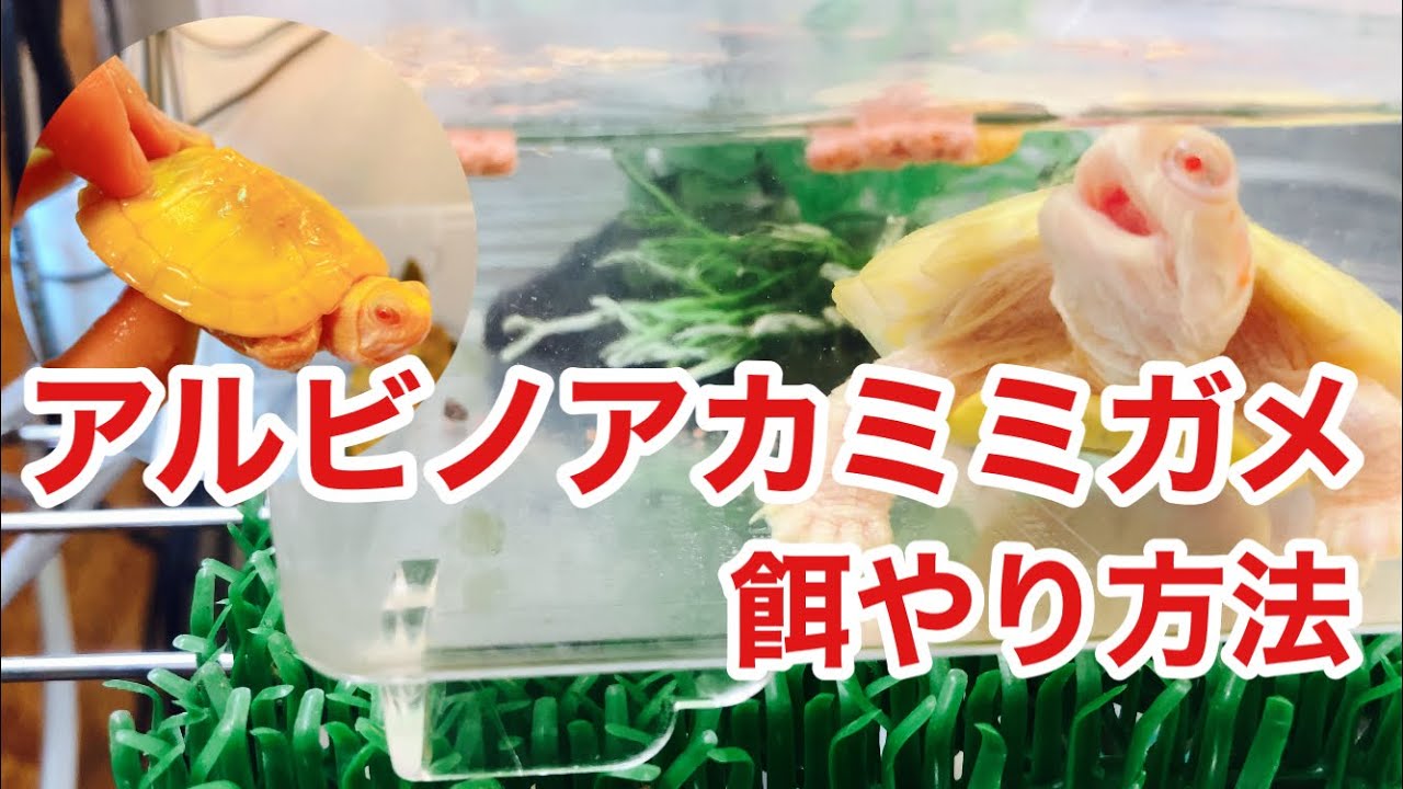 視力が低いアルビノの亀にエサをあげるときの工夫を紹介！