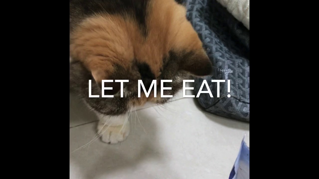 Mui Mui cat&rsquo;s life