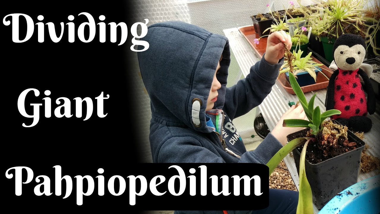 Dividing Giant Paphiopedilum