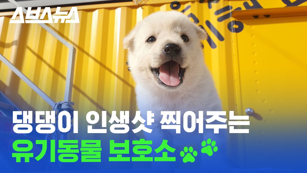 '한 장에 생사가 달렸으니까'...귀염뽀짝한 유기견 유기묘 사진의 비밀 / 스브스뉴스