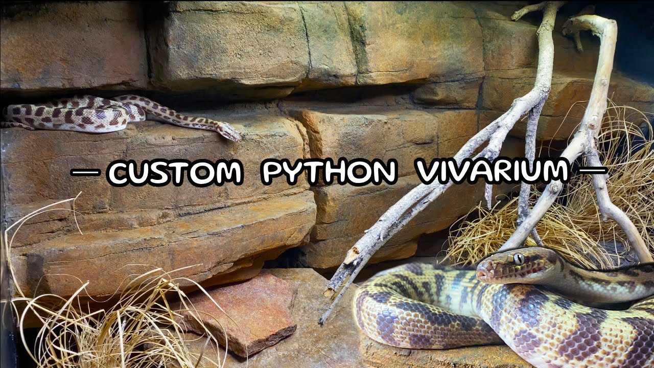 DIY Custom Python Vivarium - OUTBACK AUSTRALIA