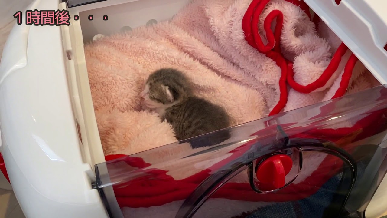 【子猫のミルク、排尿】チビ助、病院へ。人工哺育へ切り替える