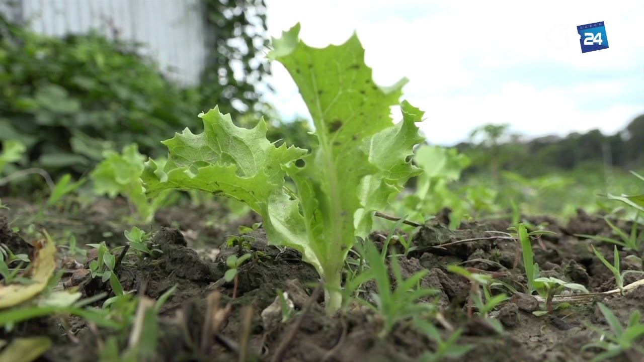 GABON : AGRICULTURE   26th AFRICAN COMMISSION ON AGRICULTURAL STATISTICS