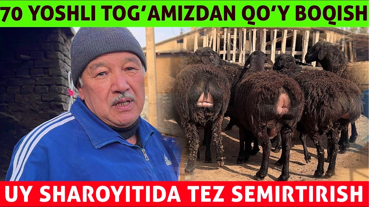 70 YOSHLI TOG’ADAN QOY BOQISH SIRLARI UY SHAROYITIDA 2025-YIL ENG ZO’R INTERVYUV