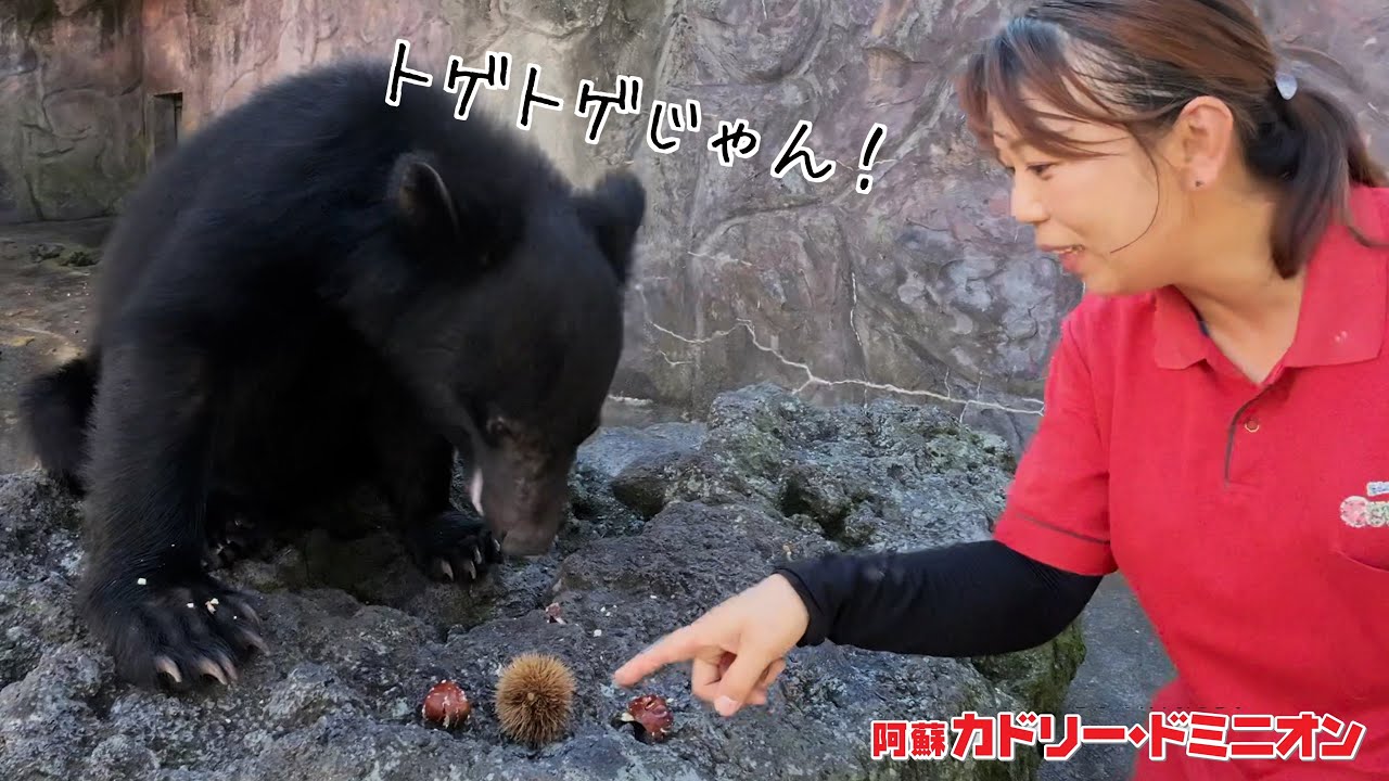 美味しいものを食べるには試練があると知った熊が愛おしい【イガクリ】