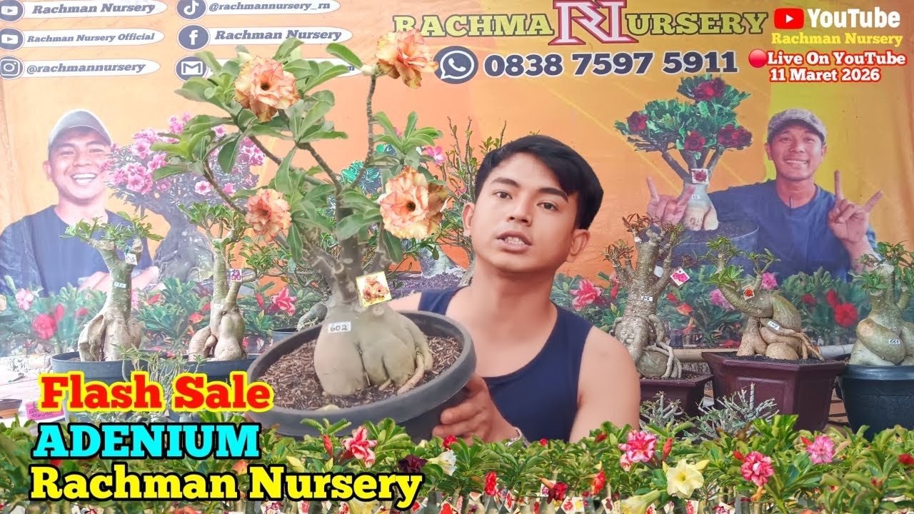 🔴 Live Flash Sale Adenium Bunga Tumpuk Dan Karakter (11 Maret 2026)
#rachmannursery #adenium