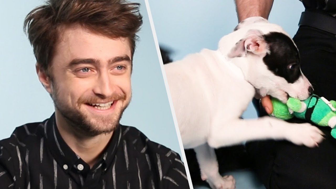 Daniel Radcliffe juega con perritos mientras contesta preguntas de sus fans