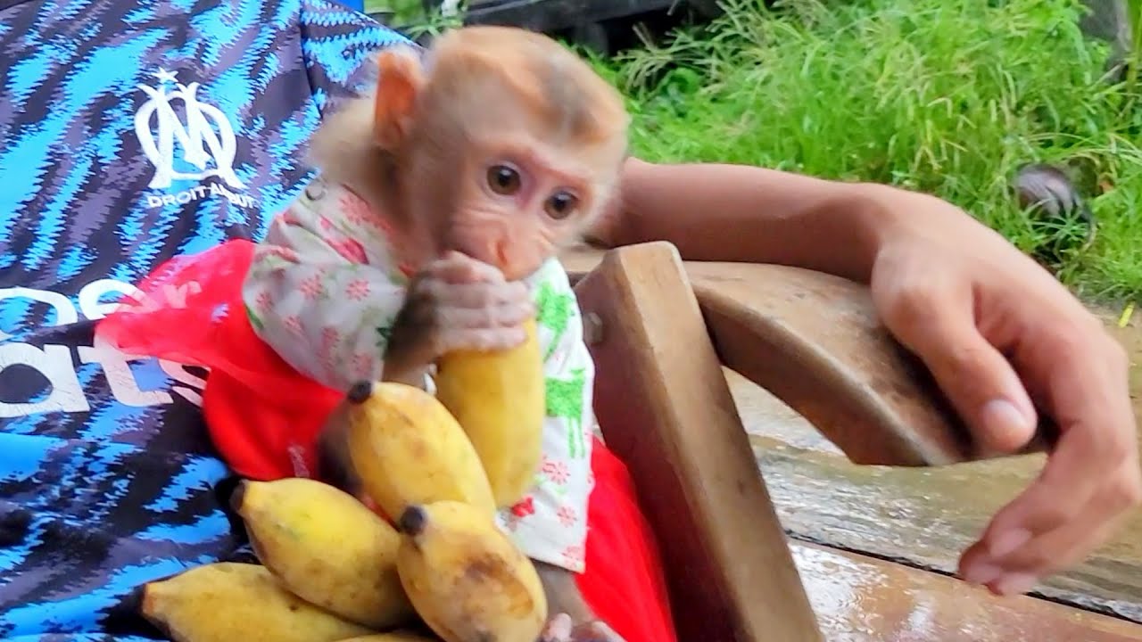 Cute BiBi Likes Soft Bananas | Baby Monkey Eating Banana