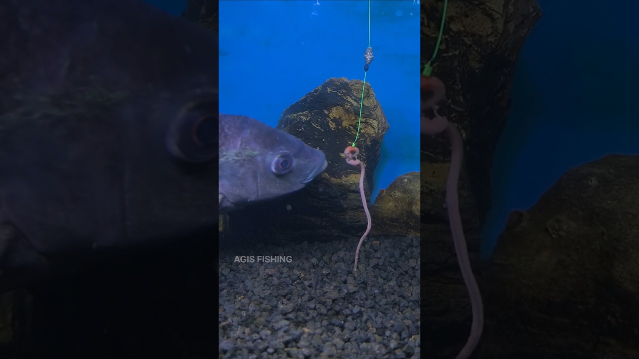 Ternyata Seperti Ini Cara Ikan Nila Makan Umpan Cacing #shorts #fishing #mancing