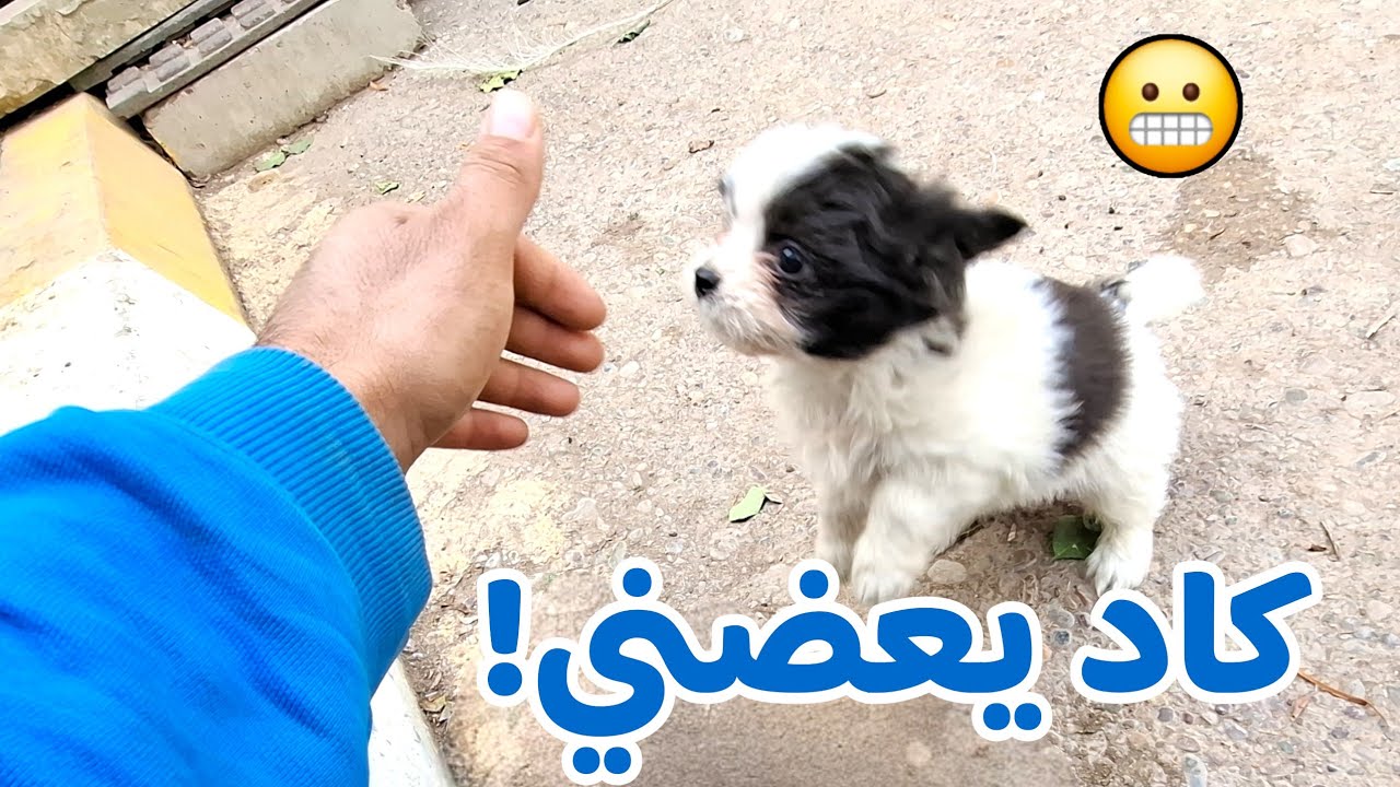 🔥 يريد يأكل رجلي؟ 😳 لو يلعب جراء؟ + مفاجأة الأم
