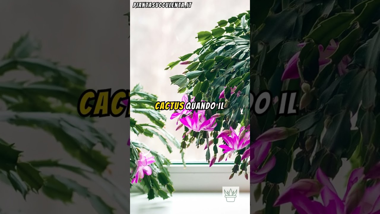 La Verit&agrave; sul Cactus di Natale: Scopri Tutto Quello Che Devi Sapere! 🎄🌵