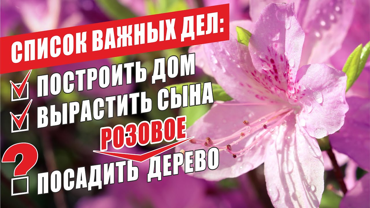РОДОДЕНДРОНЫ. ОБЗОР СОРТОВ. СЕКРЕТЫ И ОШИБКИ УХОДА. RHODODENDRONS. VARIETIES. SECRETS AND ERRORS.
