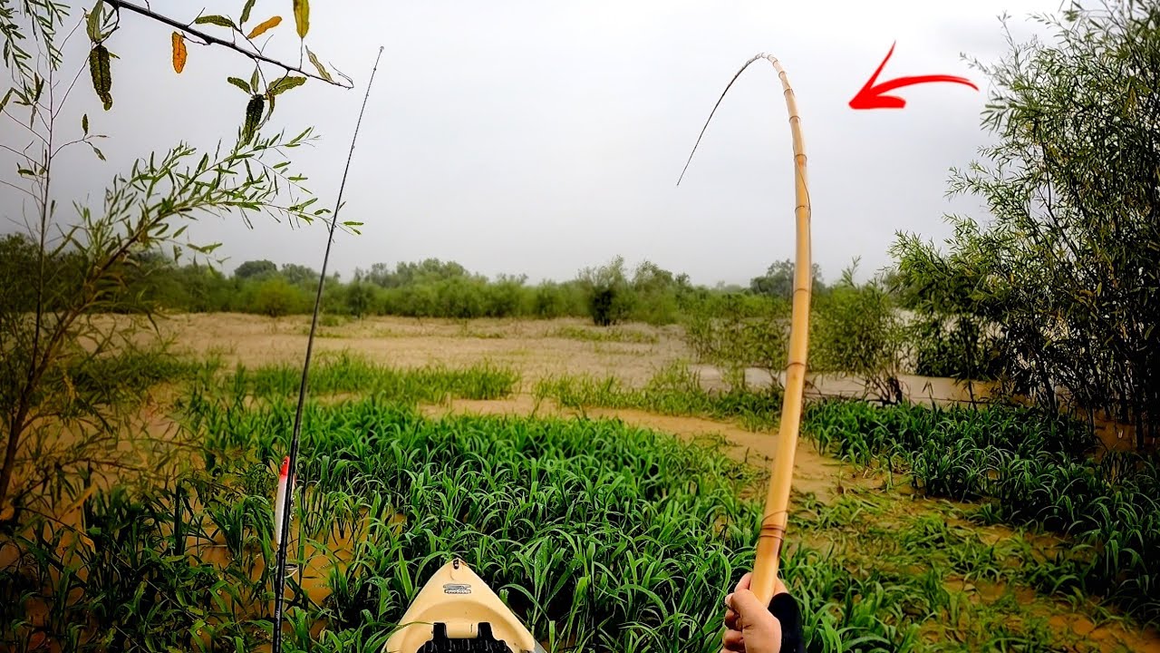 UM VARÃO DE BAMBU, UMA CORDA DE 300LB E ISCA VIVA NO MEIO DO CAPIM!!! SACA ESSA PESCARIA!!!