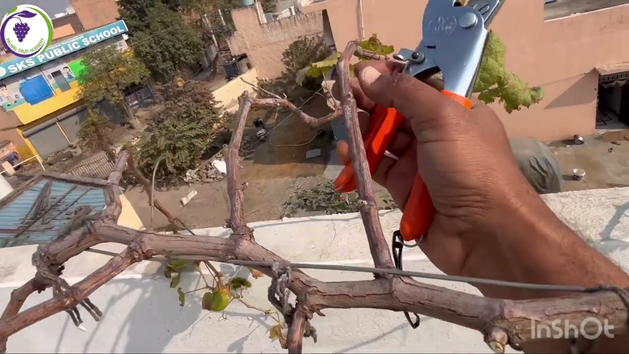 छत पर गमले में लगी अंगूर की बेल की छंटाई, ( grapes 🍇 pruning) #grapes