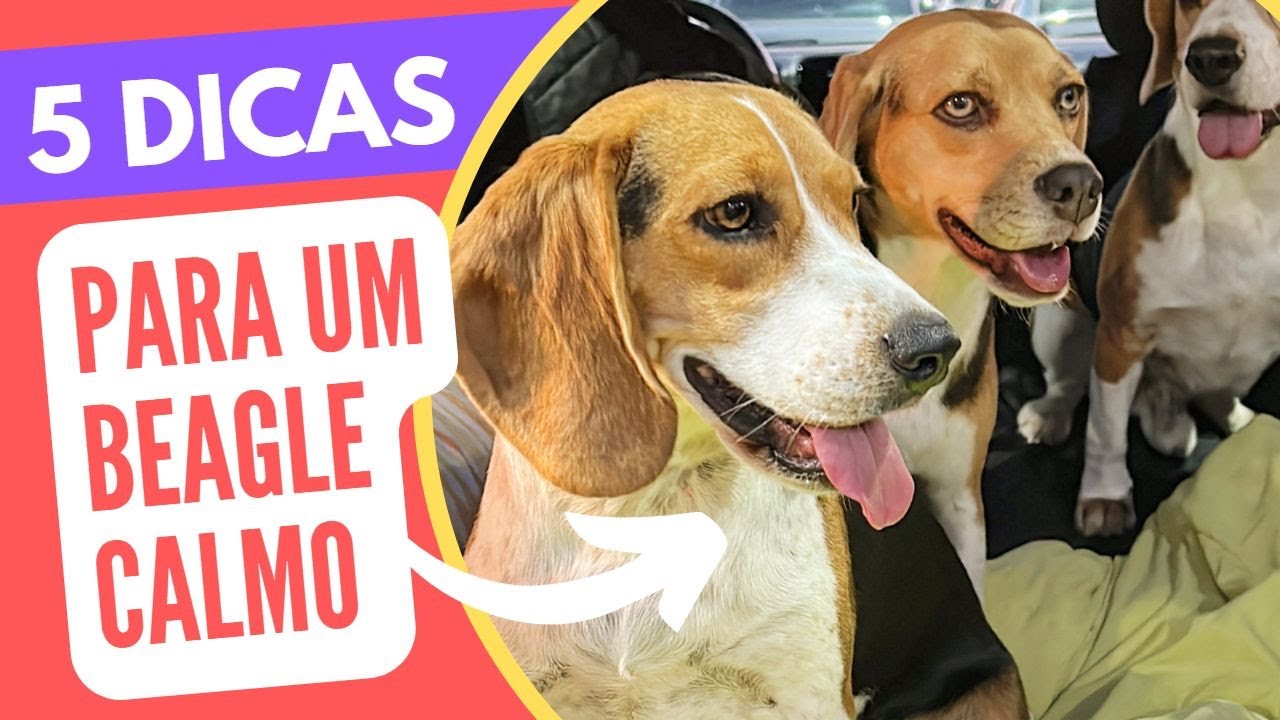 5 dicas para deixar seu cachorro beagle calmo e comportado dentro de casa