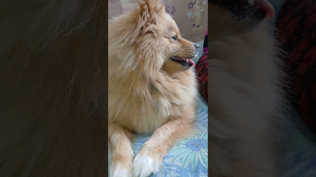 চিকু দেখছে আমরা কি খাচ্ছি