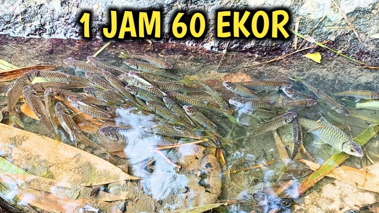 1 JAM 60 EKOR‼️ mancing wader kepek umpan pelet TERGACOR