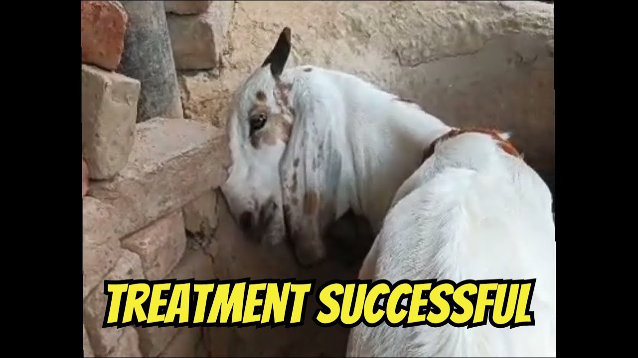 Meningitis in Goats: Why You Should Care