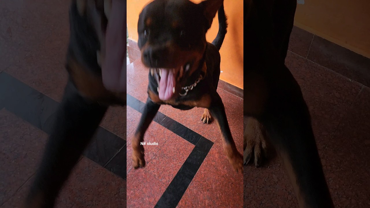 guard dog barking and growling sounds #dog #adorabledog #puppy #dogsound #funnypuppy