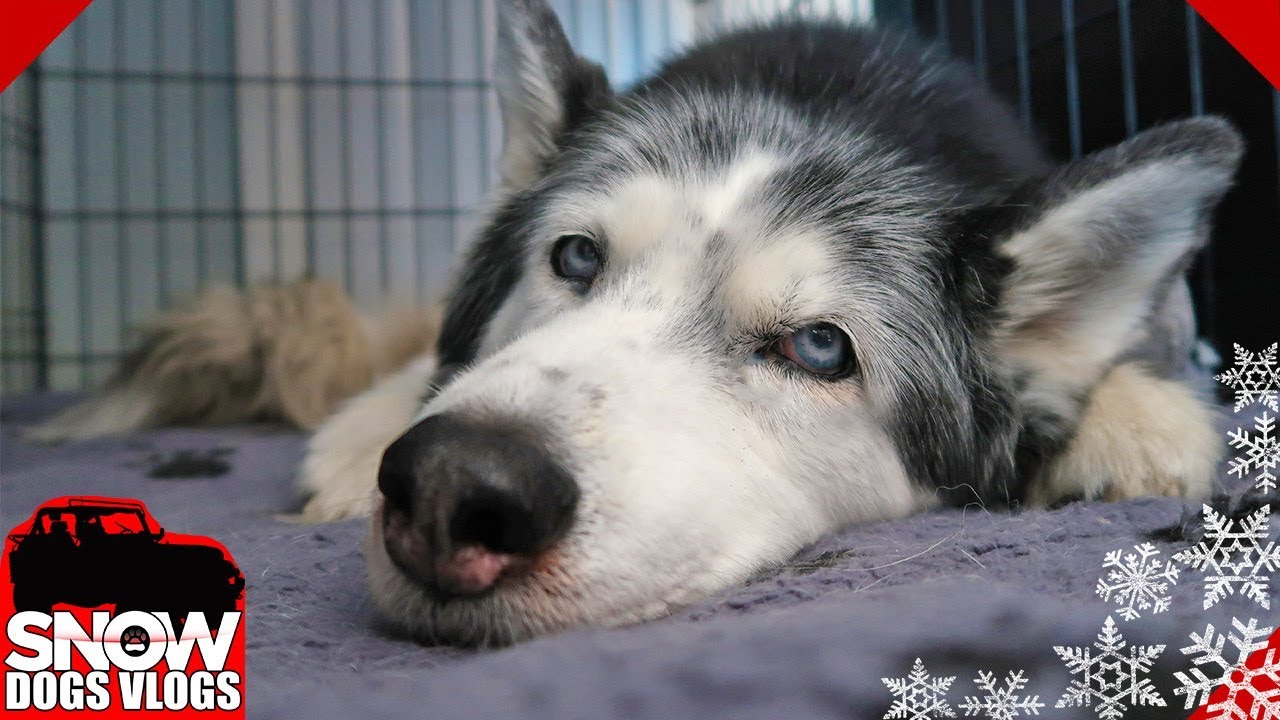 Oakley had a Rough Few Days (not out of the woods yet)