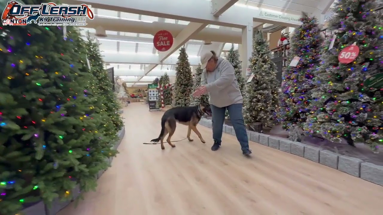 Cody | 1 Year Old German Shepherd | 2 Week Board and Train | Akron/Canton Dog Training