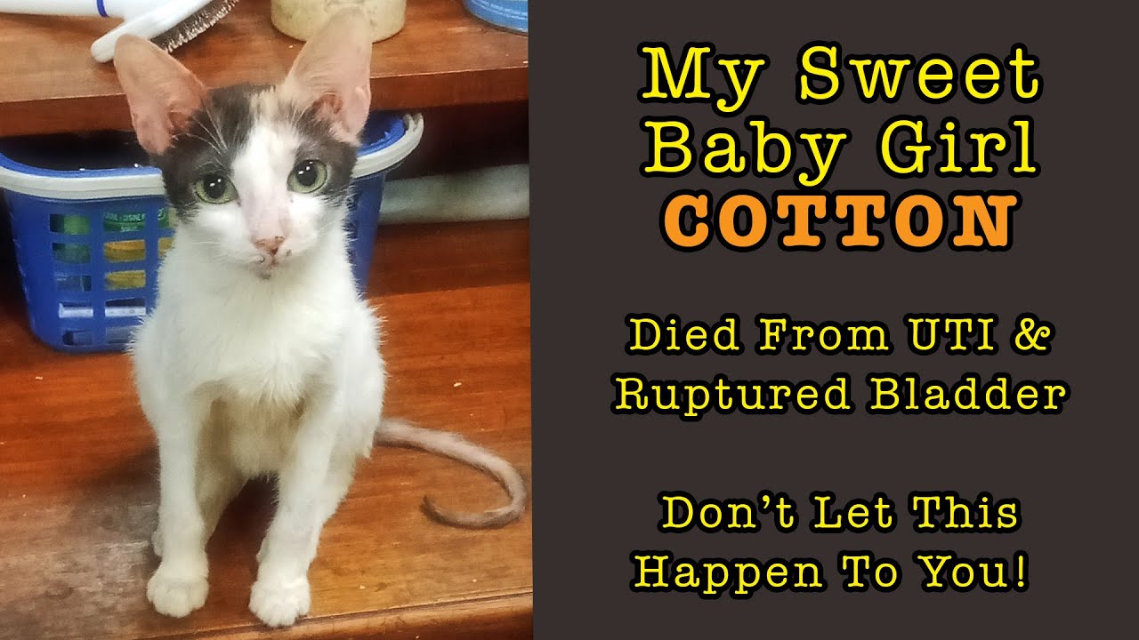 My Calico Cat Died From UTI and Ruptured Bladder (In Loving Memory of COTTON)