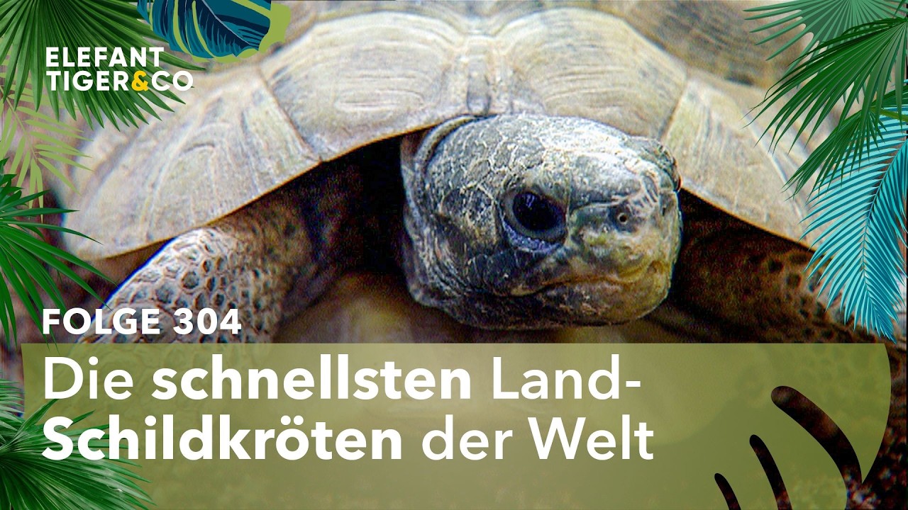 Neues Traumpaar bei den Elefanten? (Folge 304) | Elefant, Tiger & Co. | MDR