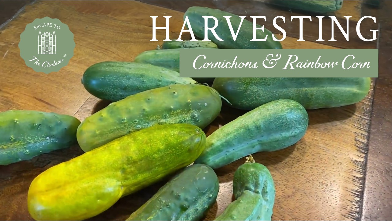 It's Harvest Time for our Cornichons & Rainbow Corn