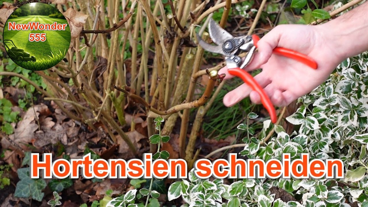Wann Hortensien Schneiden 🤷‍♂️Bauernhortensien, Tellerhortensien richtig schneiden - NewWonder555
