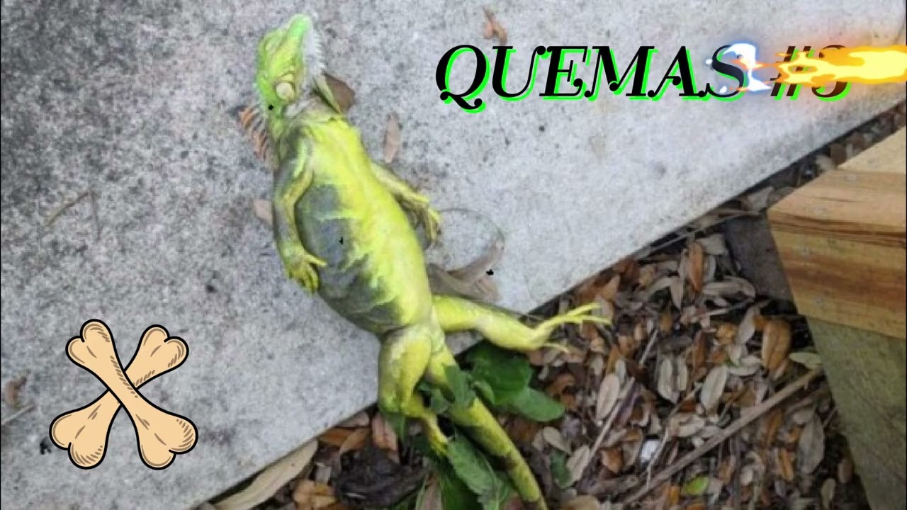 Rasguñado - Randeman Quema #3🦎