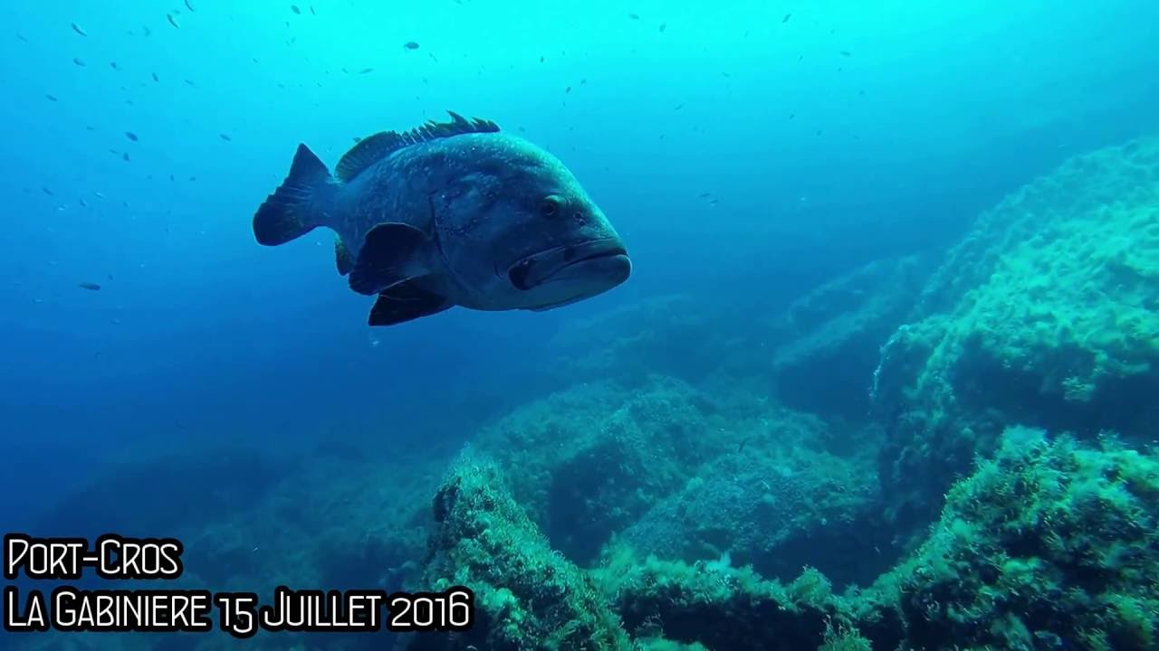 Plong&eacute;e &agrave; Port Cros - La Gabiniere - Juillet 2016