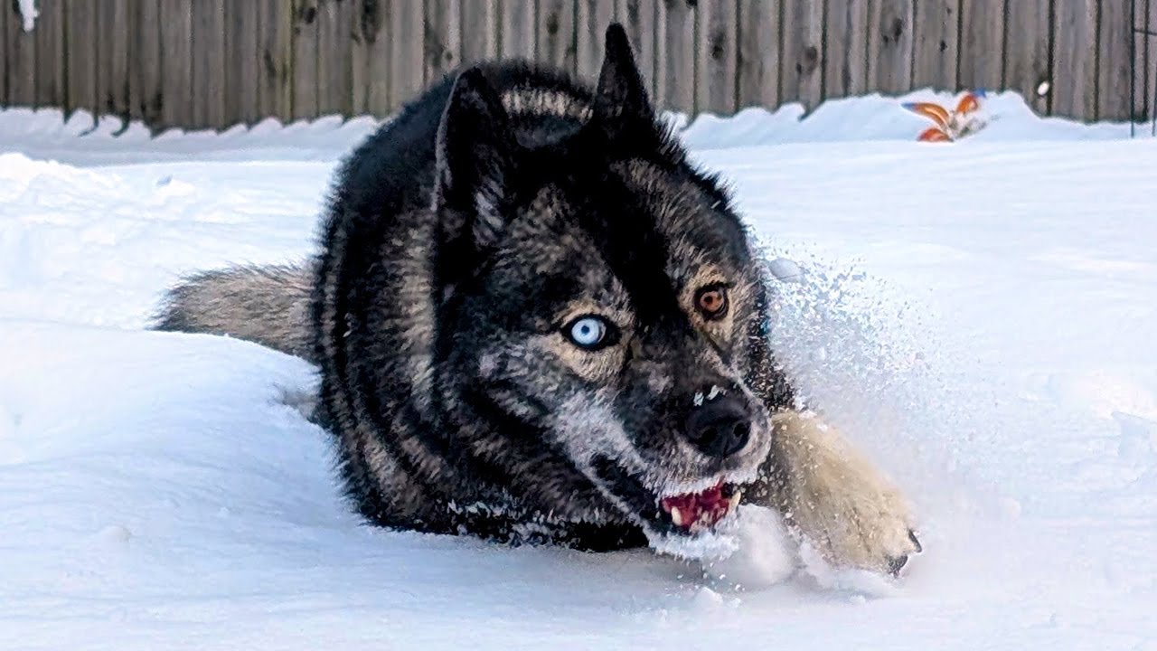 Our Dog Found the Deepest Snow Ever and Couldn't Resist