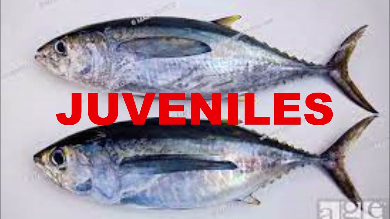 Alerte aux Thons Juvéniles rade Cannes Mandelieu/ANTOMICOU FISHING