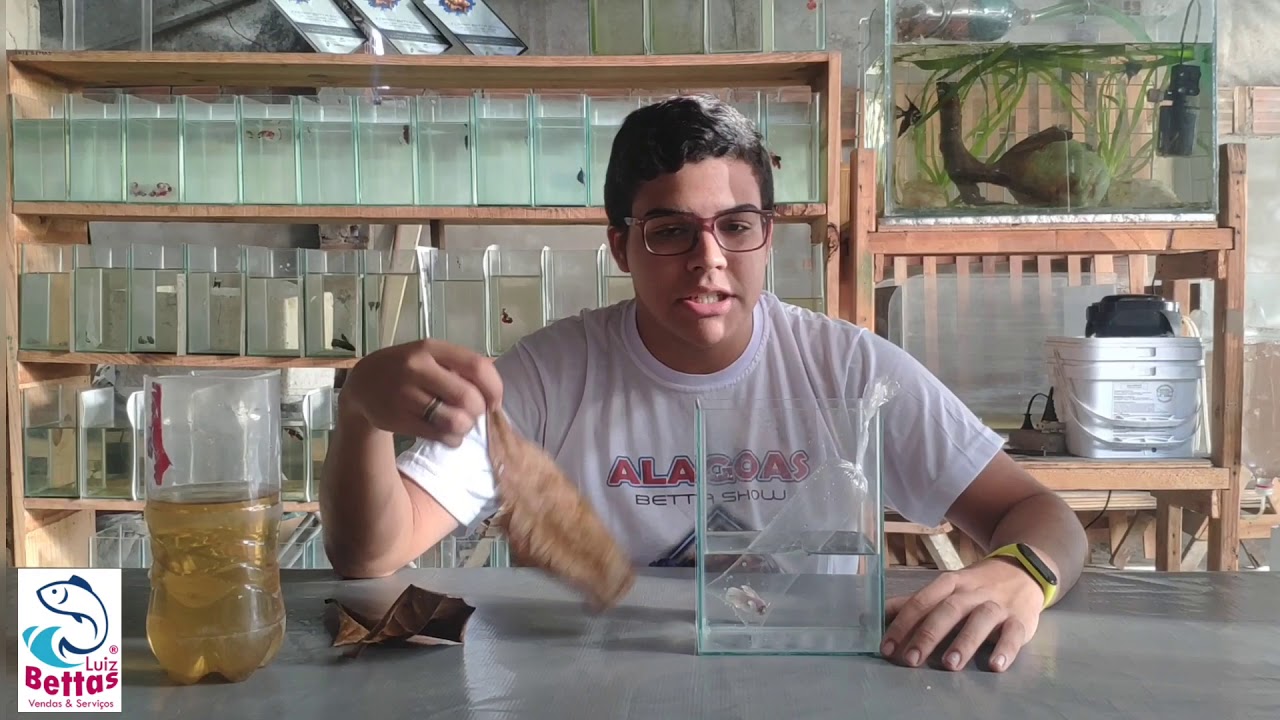COMO CRIAR UM PEIXE BETTA DE FORMA SIMPLES!
